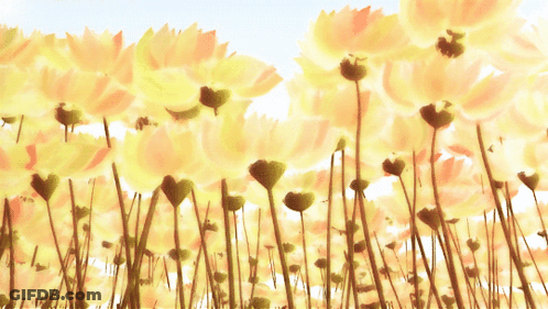 Field Of Yellow Flowers GIF