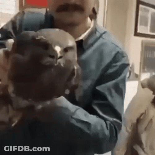 Fierce Black Hawk GIF