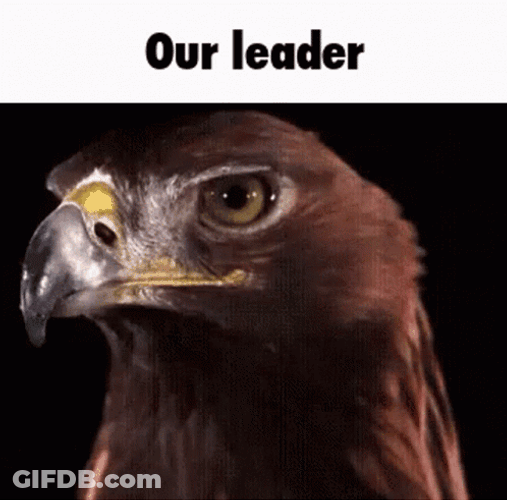 Fierce Brown Hawk Our Leader GIF