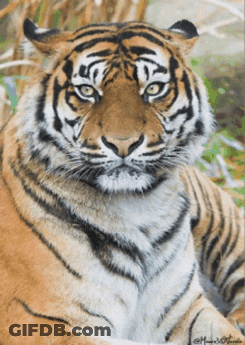 Fierce Tiger With Tiger King GIF