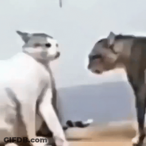 Fight Fight Fight Cute Cat Fight GIF