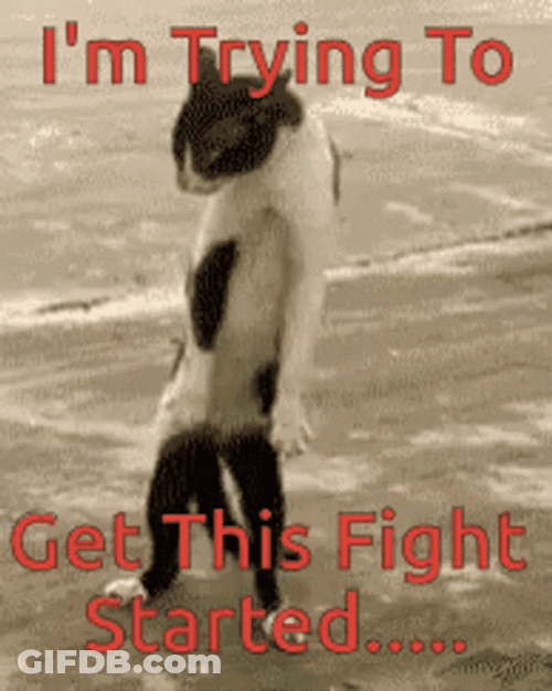 Fight Fight Fight Hilarious Cat Fight Stance GIF