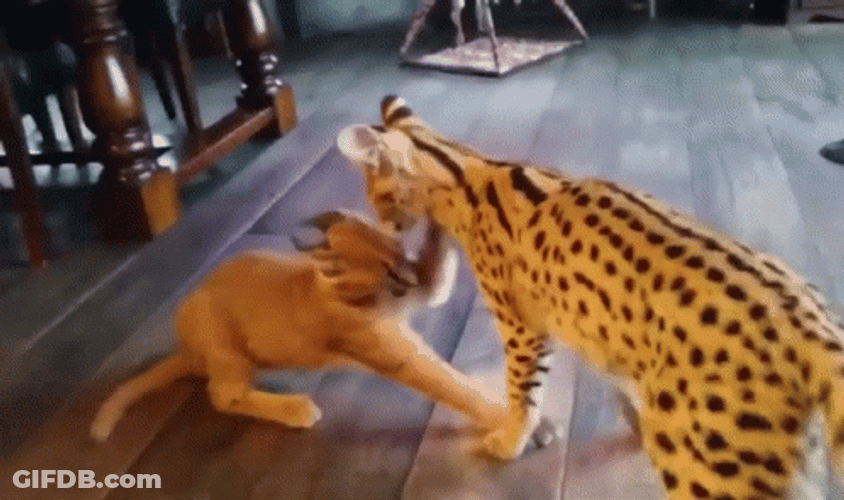 Fight Fight Fight Lynxes Fighting GIF