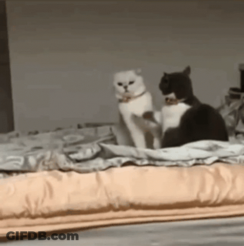 Fight On Cats Slapping Each Other GIF