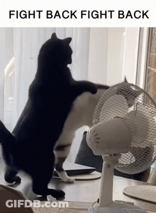Fight On Fighting Cats GIF