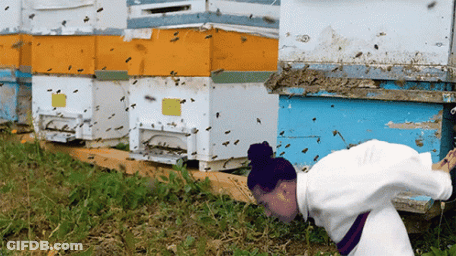 Fighting Bee Sting GIF
