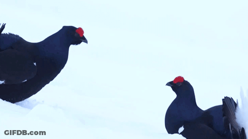 Fighting Black Grouse GIF