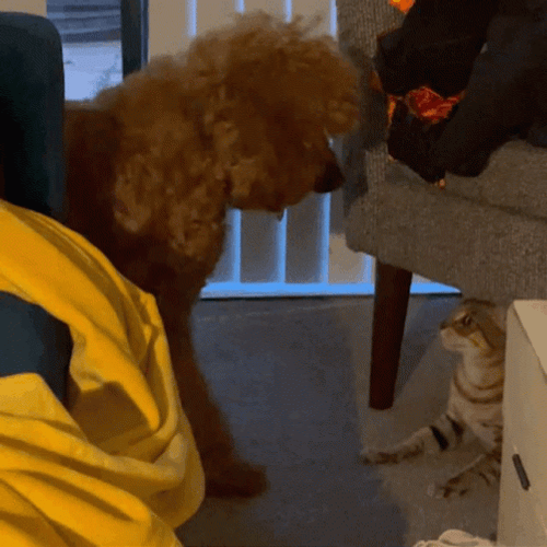 Fighting Dog Cat Lunge GIF