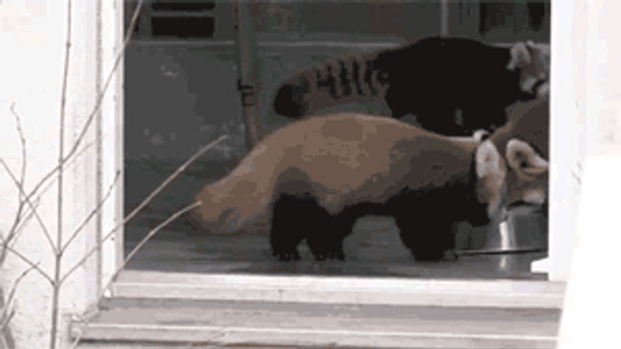 Fighting Red Pandas GIF