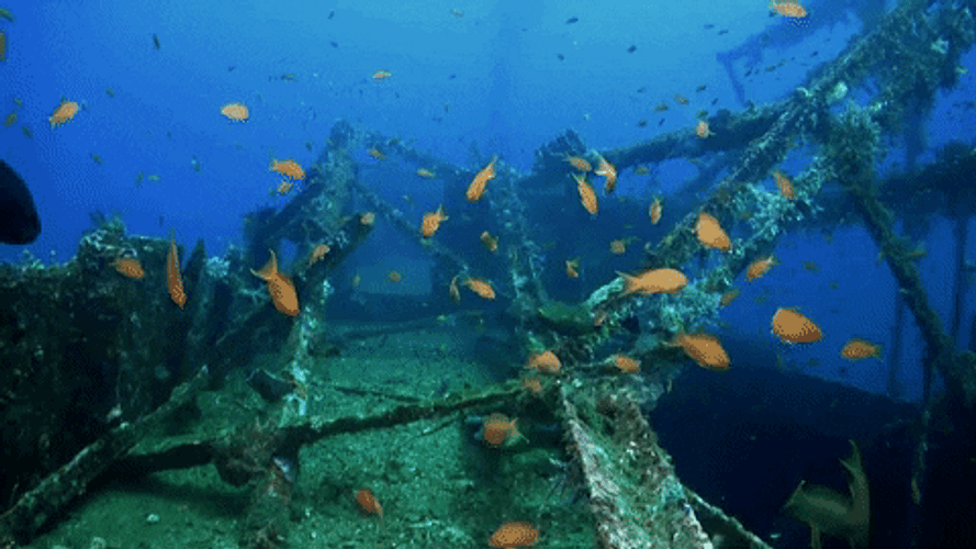 Fiji Diving Pearl In Paradise GIF