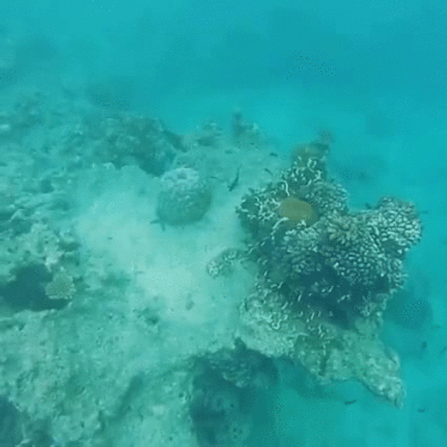 Fiji Funny Man Snorkeling GIF