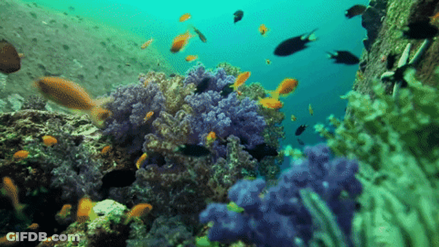 Fiji Snorkeling Underwater Camera GIF