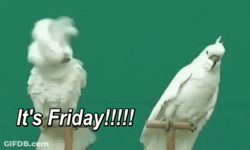 Finally Friday Funny Birds Reaction GIF