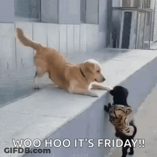 Finally Friday Happy Dogs Excited Friends GIF