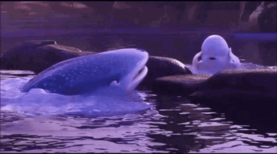 Finding Dory GIF