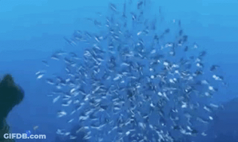 Finding Nemo GIF