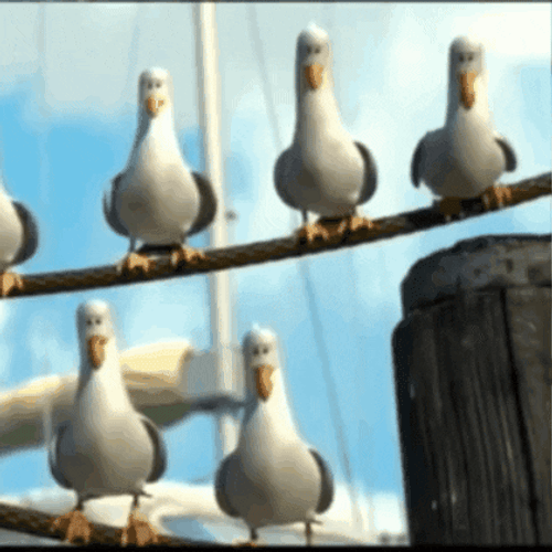 Finding Nemo Birds GIF