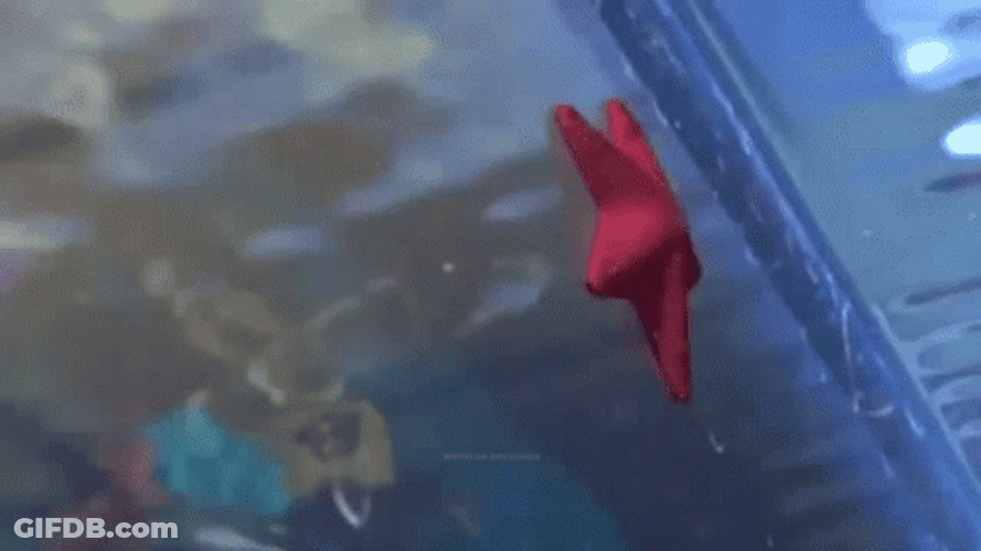 Finding Nemo Can't Hear You GIF