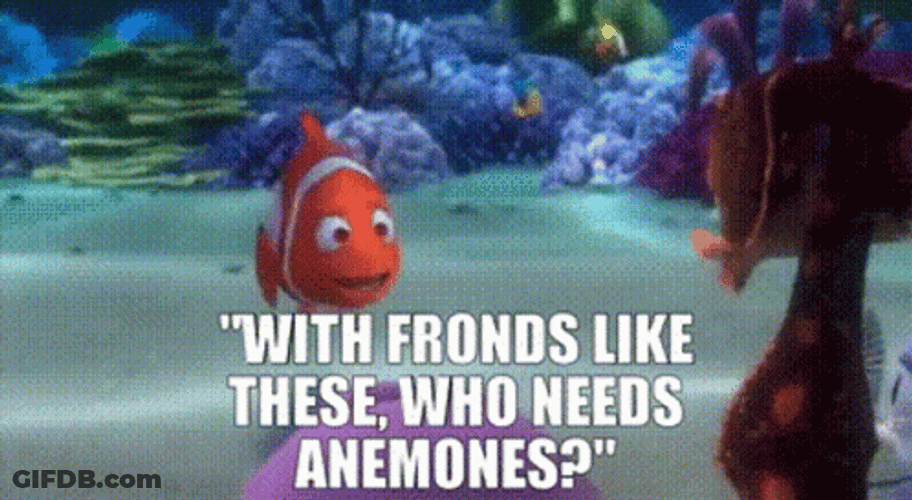 Finding Nemo Who Needs Anemones GIF