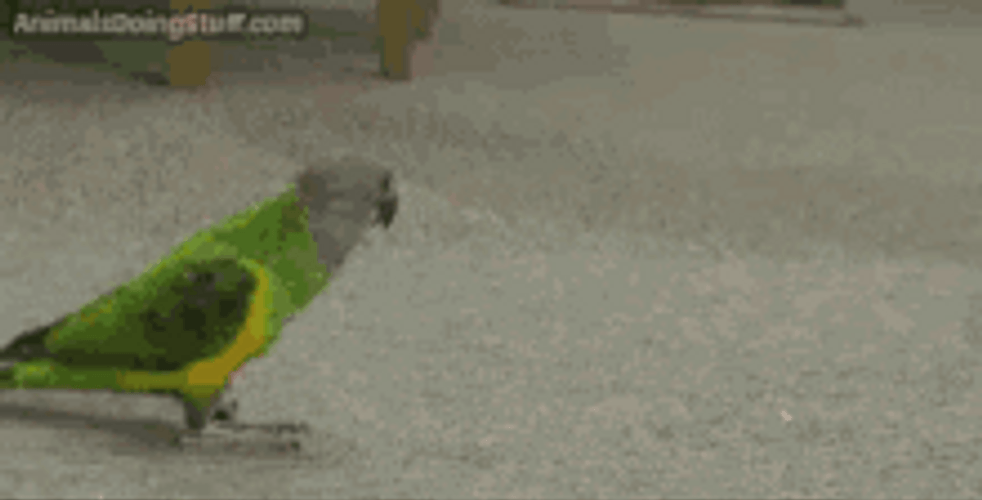 Finger Guns Bird Parakeet Play Dead GIF