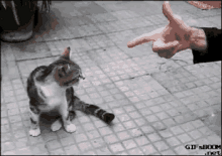 Finger Guns Cat Play Dead GIF