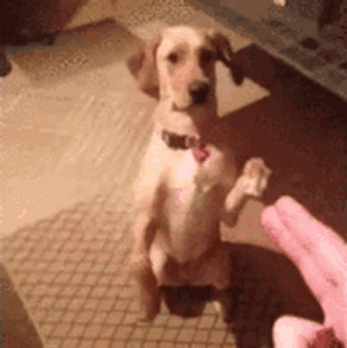 Finger Guns Dog Play Dead GIF