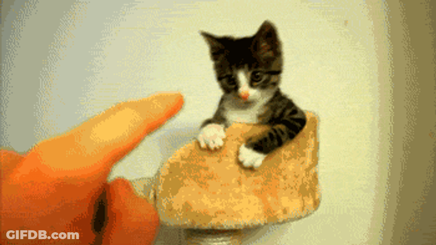 Finger Pointing Kitten GIF