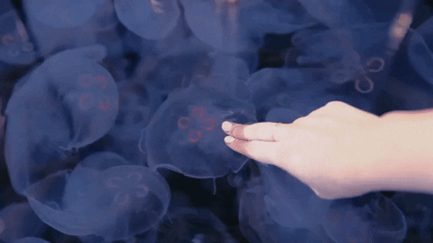 Fingers Touching Jellyfish GIF