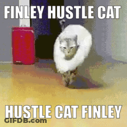 Finley Hustle Cat GIF