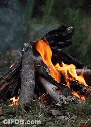 Fire Burning In Grass And Woods GIF