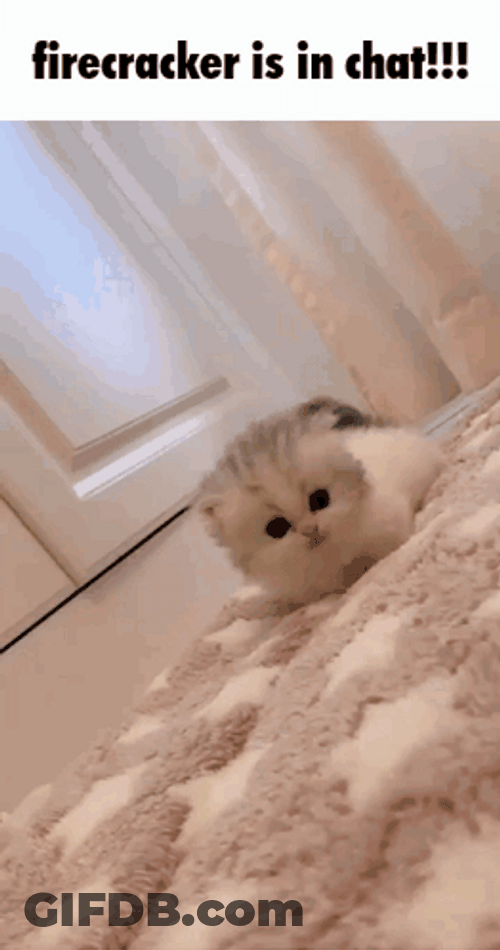 Firecracker Is In Chat GIF