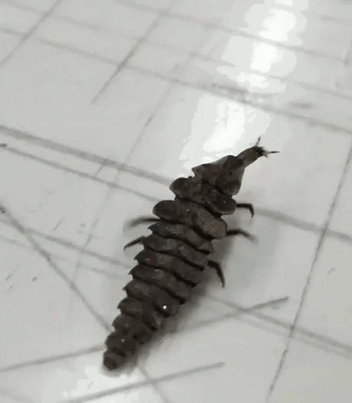 Firefly Larva Insect GIF