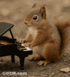 Fireworks Display Clam Chaddums GIF