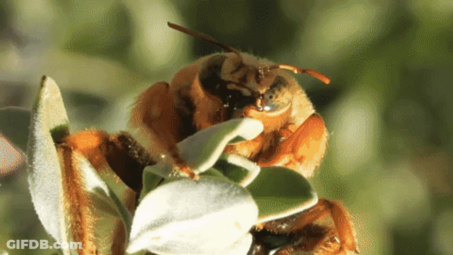 First Day Of Spring Nectar Hunting GIF