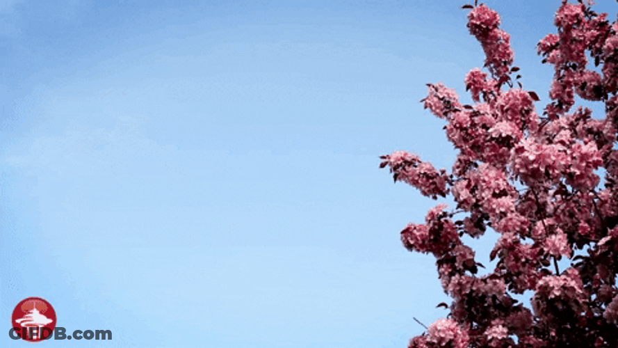 First Day Of Spring With Cherry Blossom Tree GIF