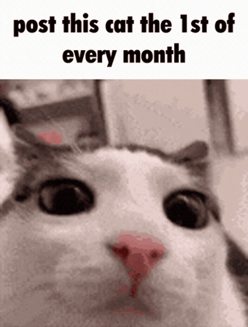 First Of The Month Blinking Cat GIF