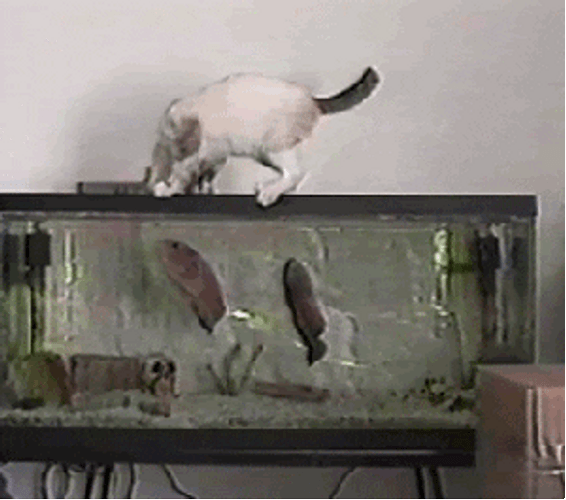 Fish Bait Jumping Scared Cat GIF
