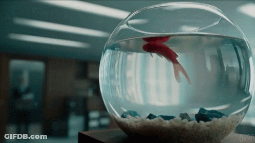 Fish Bowl With Red Fish Saying Okbo GIF