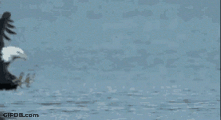 Fish Caught By Eagle GIF