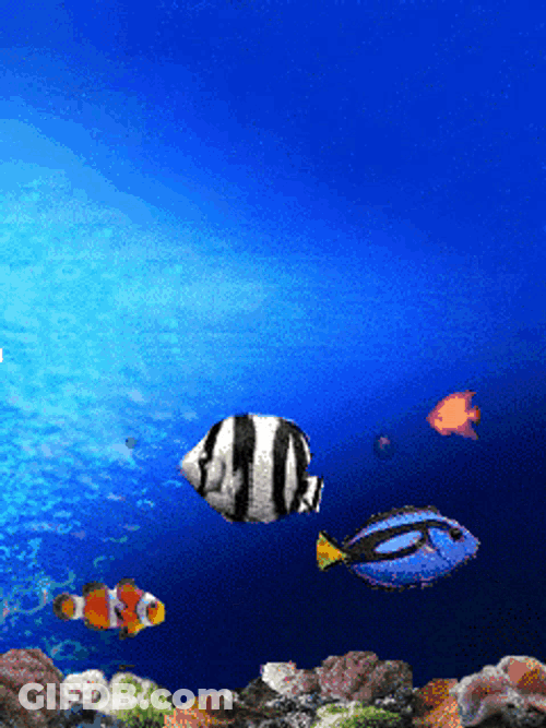 Fish Fish Animition GIF