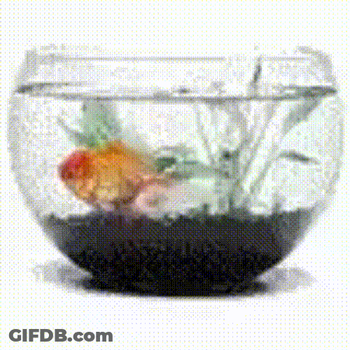 Fish Fish Spinning GIF