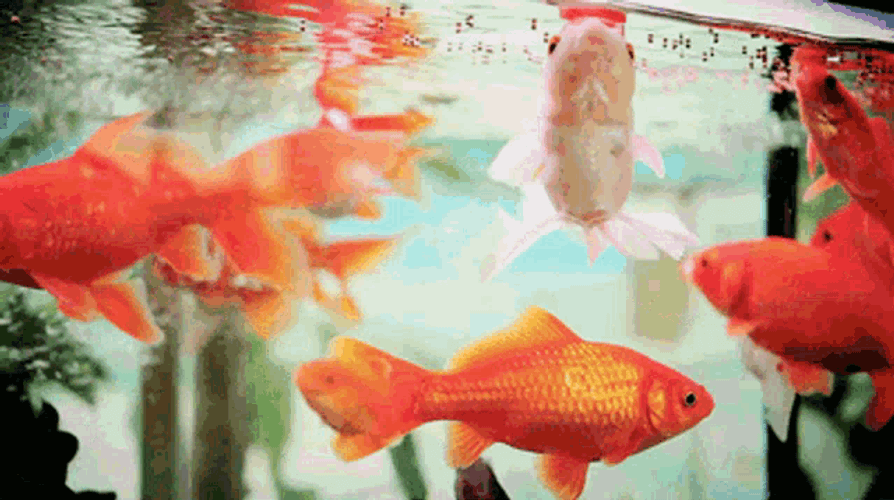 Fish GIF