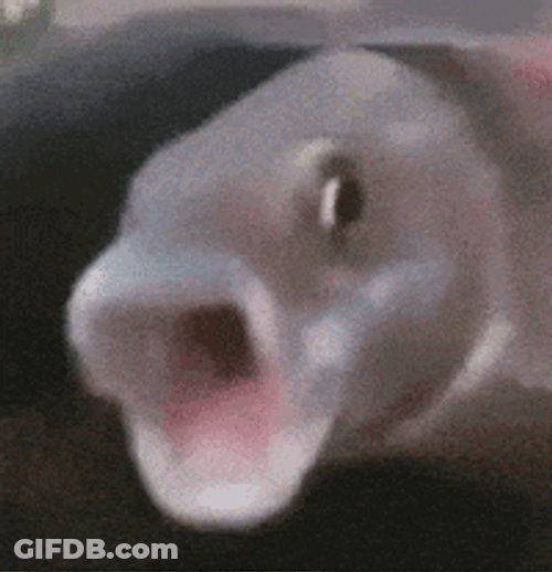 Fish GIF