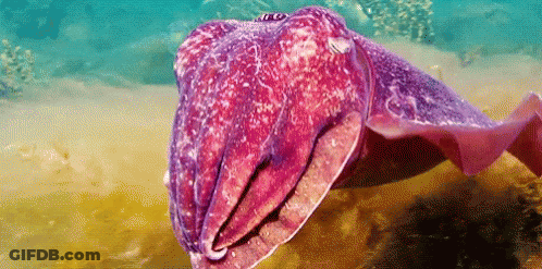 Fish Globortton222secceeeeepaa GIF