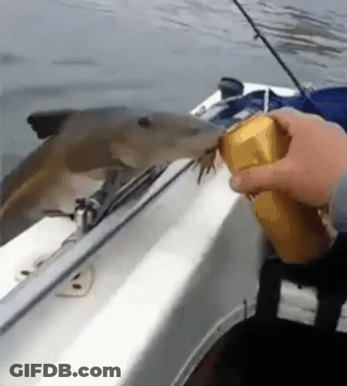 Fish Having Some Drink Funny Fishing GIF