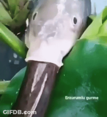 Fish Head Close Up Green Background GIF