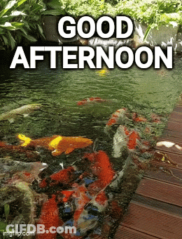 Fish In A Pond Saying Good Afternoon GIF