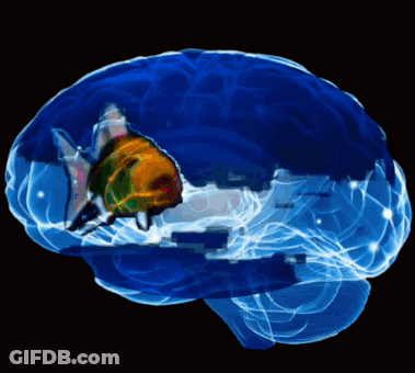 Fish In Blue Brain GIF