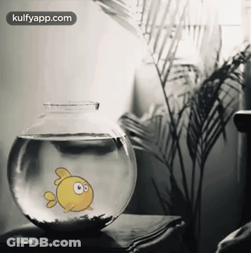 Fish In Bowl With Kulfyapp.com GIF