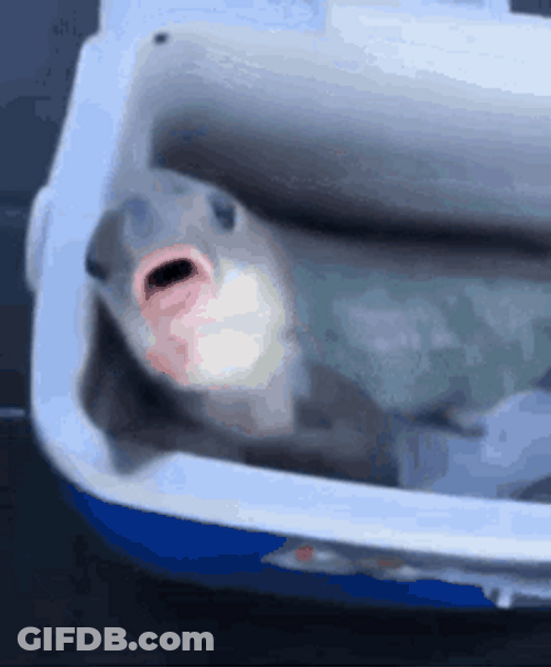 Fish Inside Ice Bucket Sucking Thumb GIF